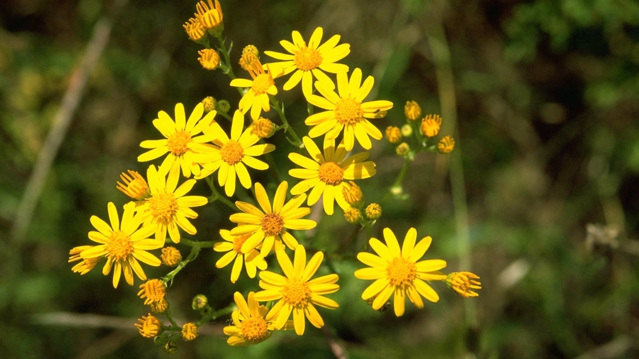 Bild: picture-alliance/dpa