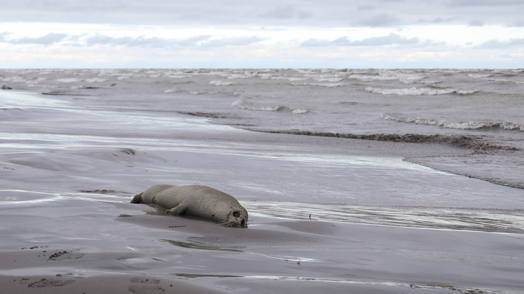 Tote Robbe am Kaspischen Meer