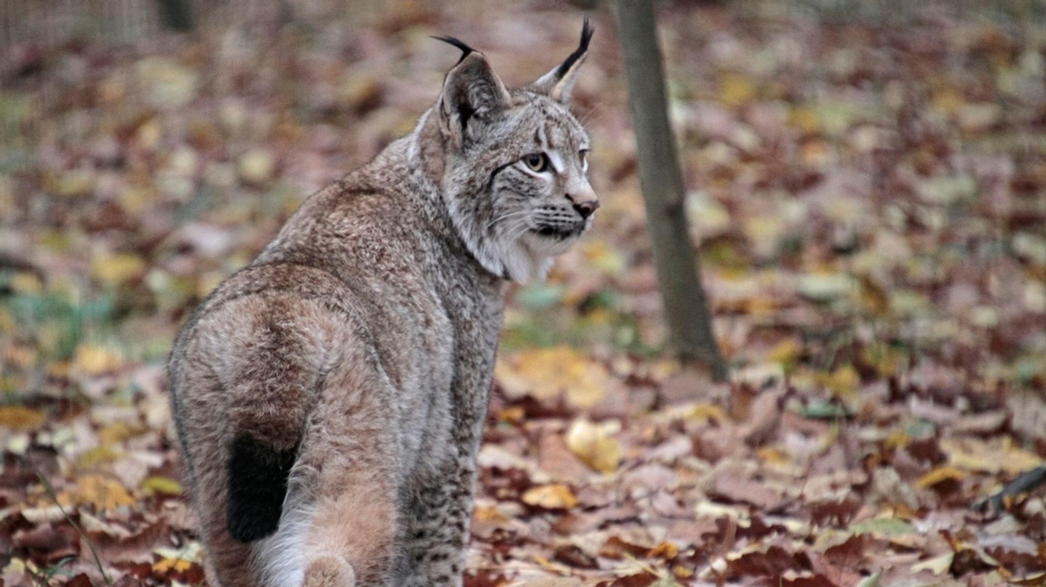 Schweinfurter Wildpark öffnet nach siebenmonatiger Corona-Pause