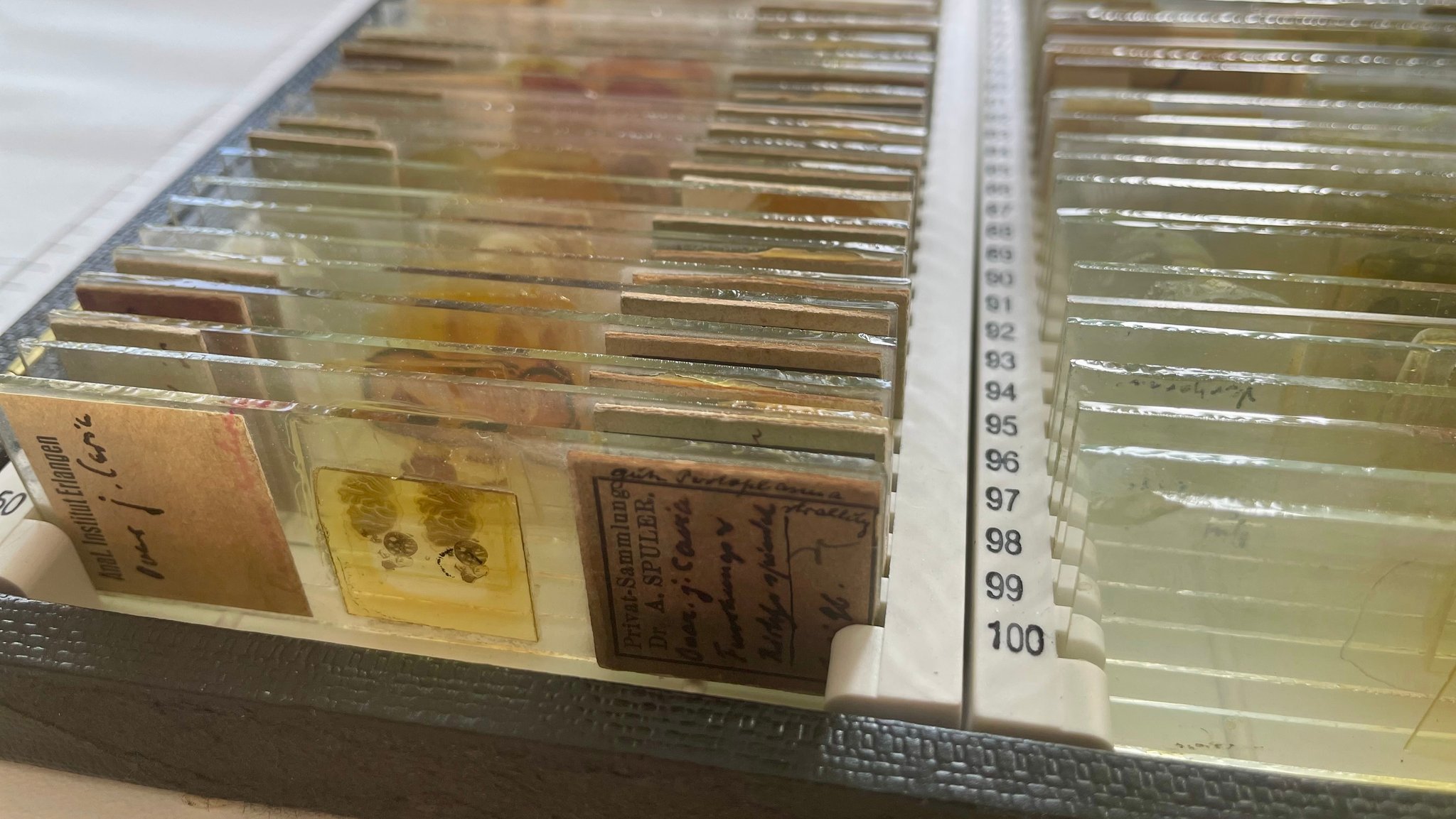 Historische mikroskopische Schnitte auf Glasplatten des Anatomischen Instituts der Universität Erlangen | Bild: BR/Ulrich Trebbin Historische mikroskopische Schnitte auf Glasplatten des Anatomischen Instituts der Universität Erlangen