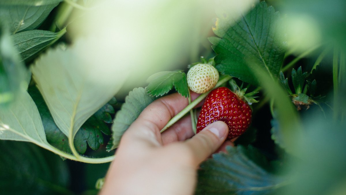 Geschlossenes Erdbeerfeld: Vergiftungsgefahr für Erdbeerdiebe
