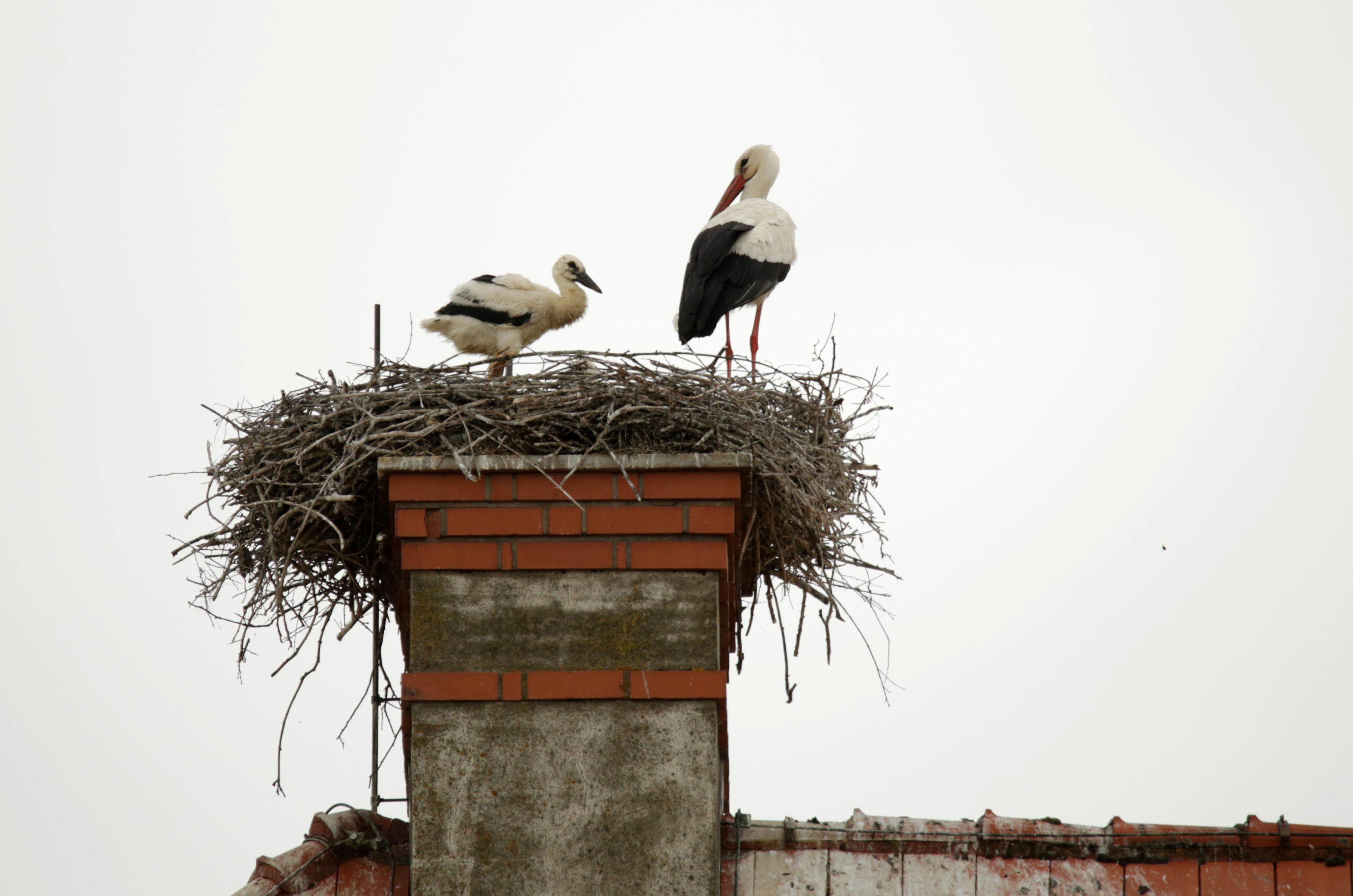 Ein alter und ein junger Storch sitzen in einem Horst in Ipsheim. 