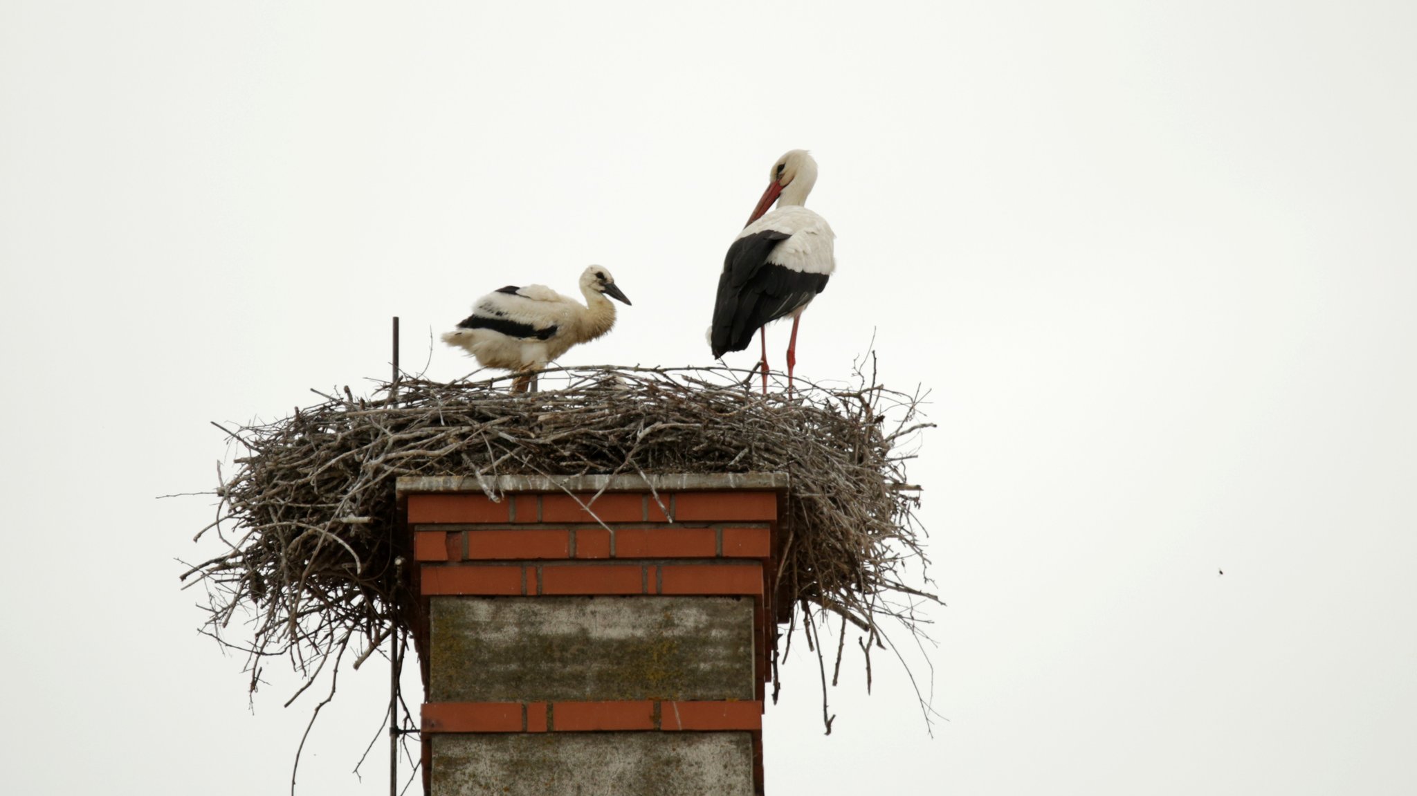 Ein alter und ein junger Storch sitzen in einem Horst in Ipsheim. 