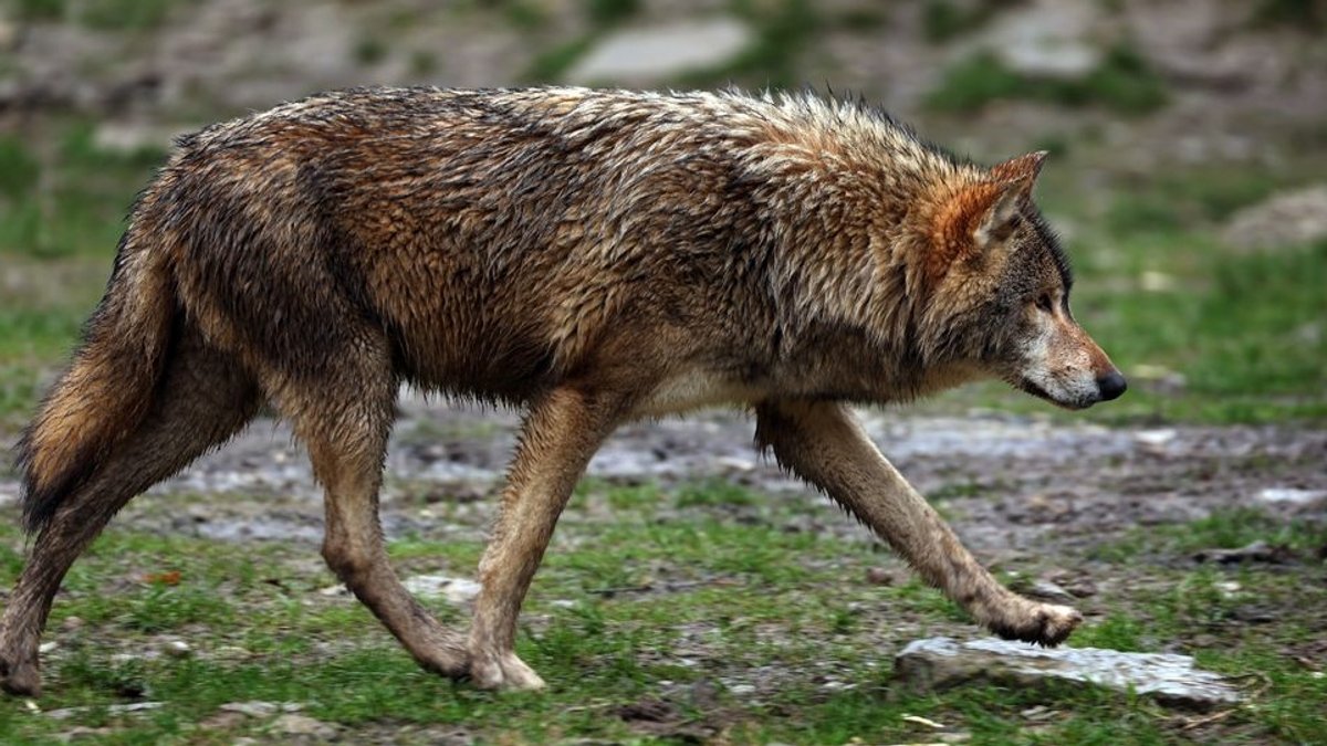 Wolf spaziert über Wiese. 