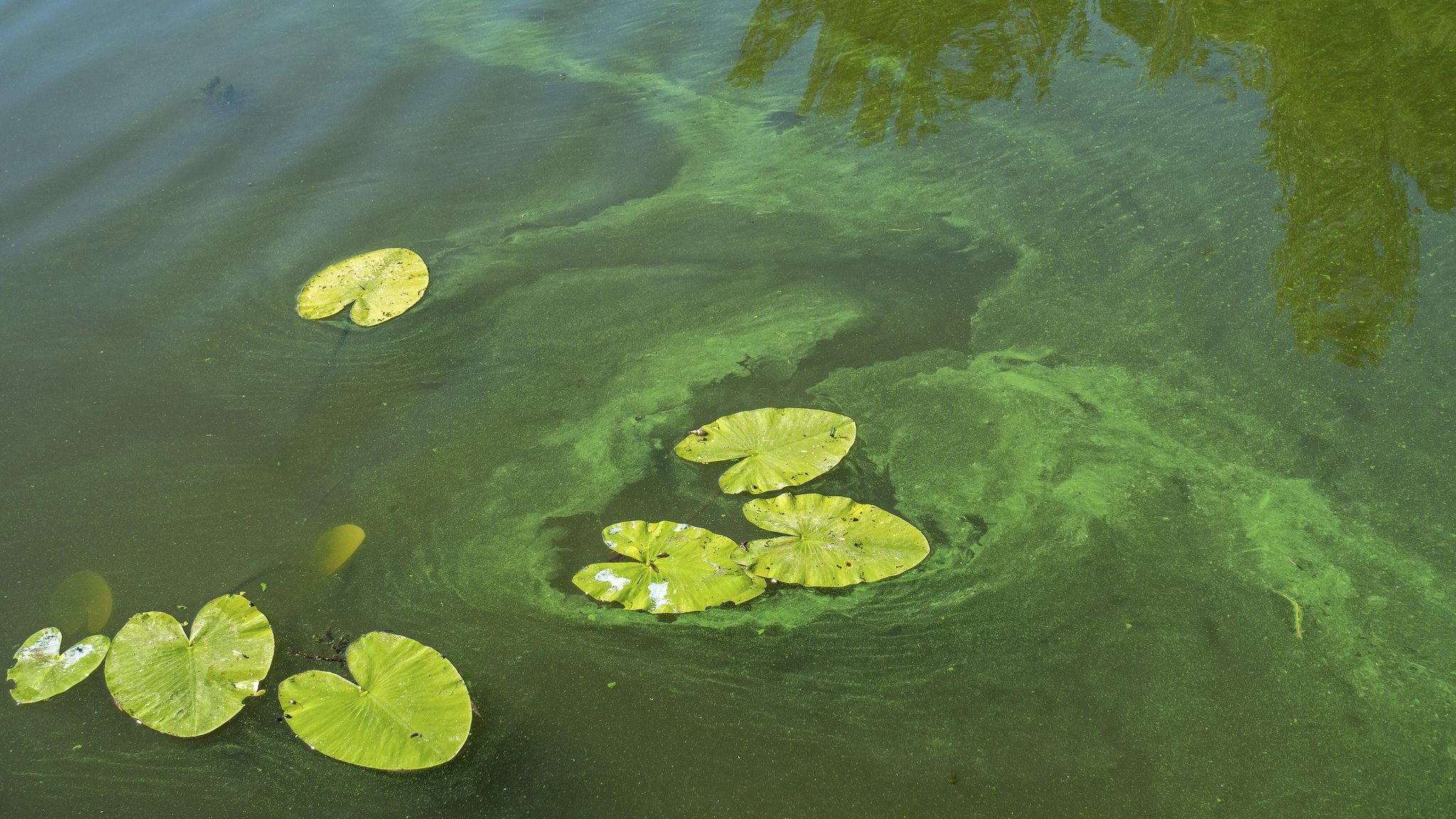 Badewarnung nach Fischsterben in Weiher bei Kulmbach