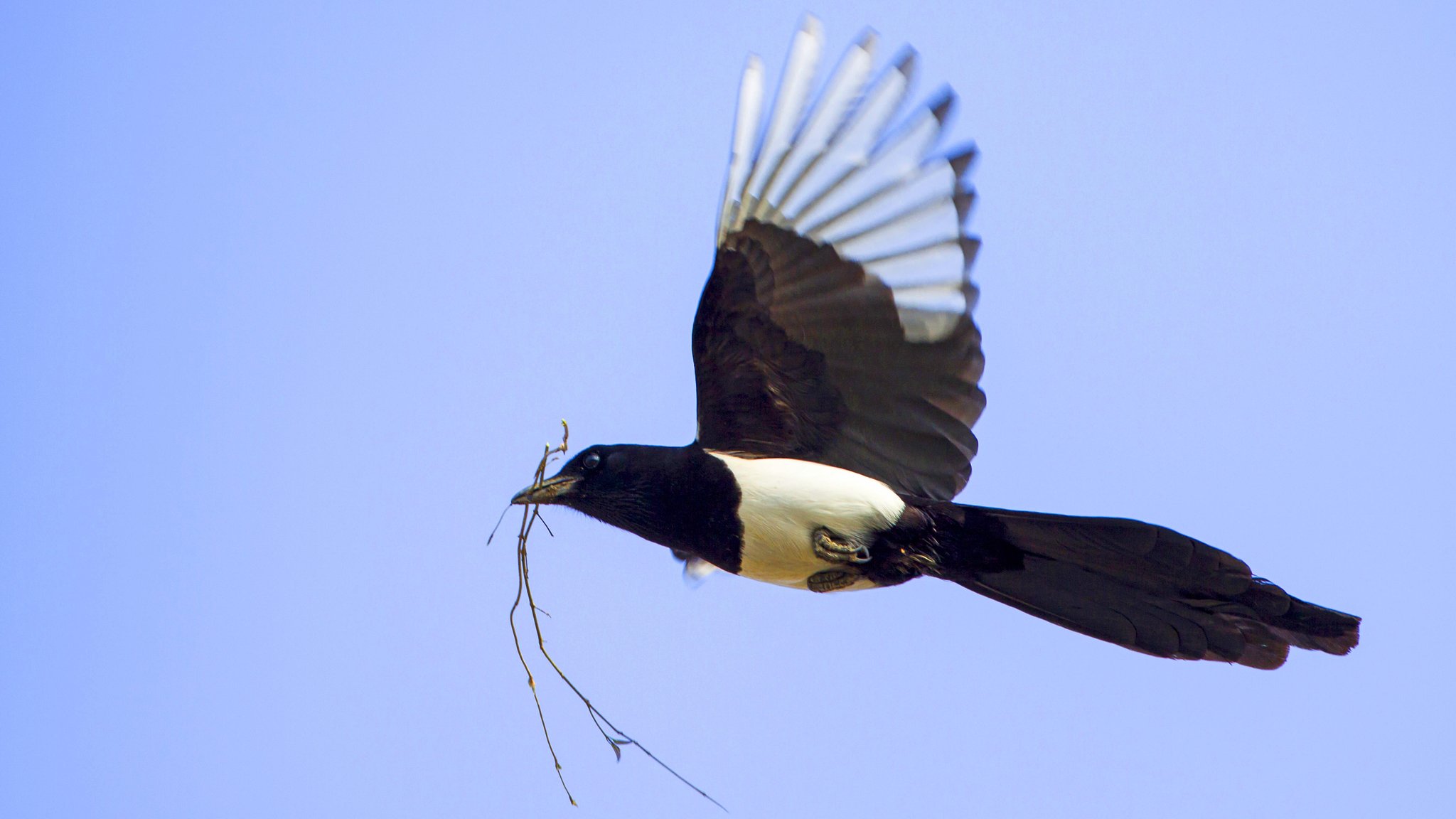 Eine fliegende Elster mit Zweigen im Schnabel