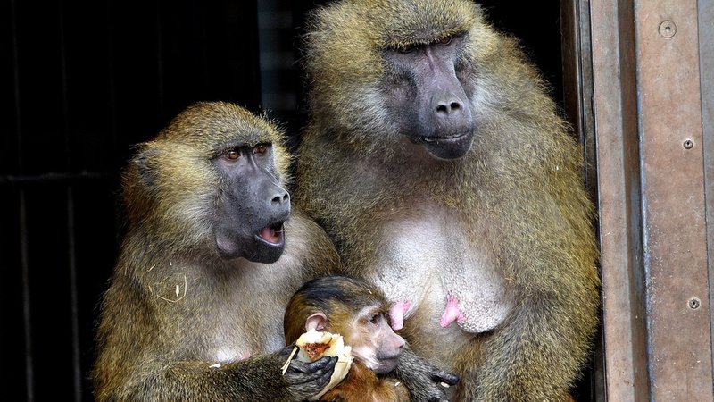 Paviane im Tiergarten Nürnberg | Bild: Gisela Lindemann, Neuhaus (Pegnitz), 11.02.2023 Paviane im Tiergarten Nürnberg