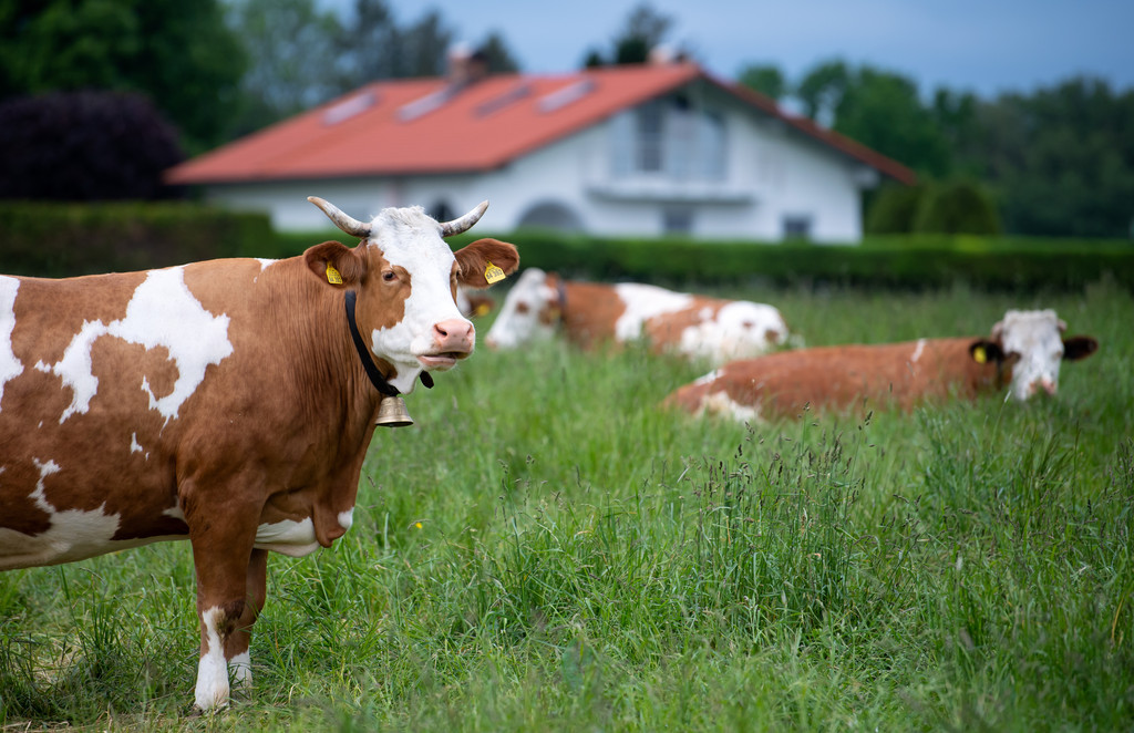 Kühe mit Kuhglocken auf einer Weide, im Hintergrund ein Wohnhaus (Symbolbild).