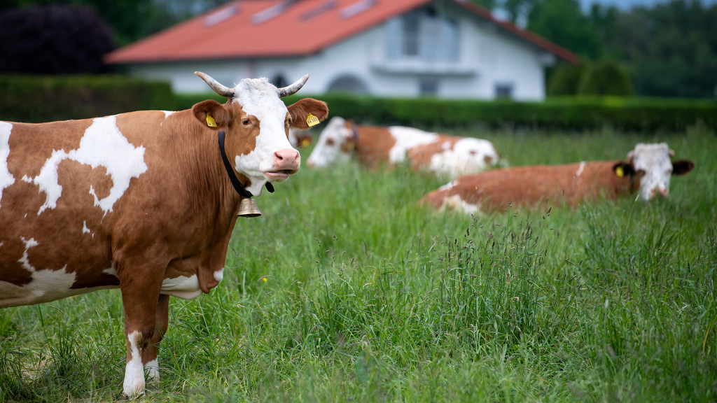 Kühe mit Kuhglocken auf einer Weide, im Hintergrund ein Wohnhaus (Symbolbild).