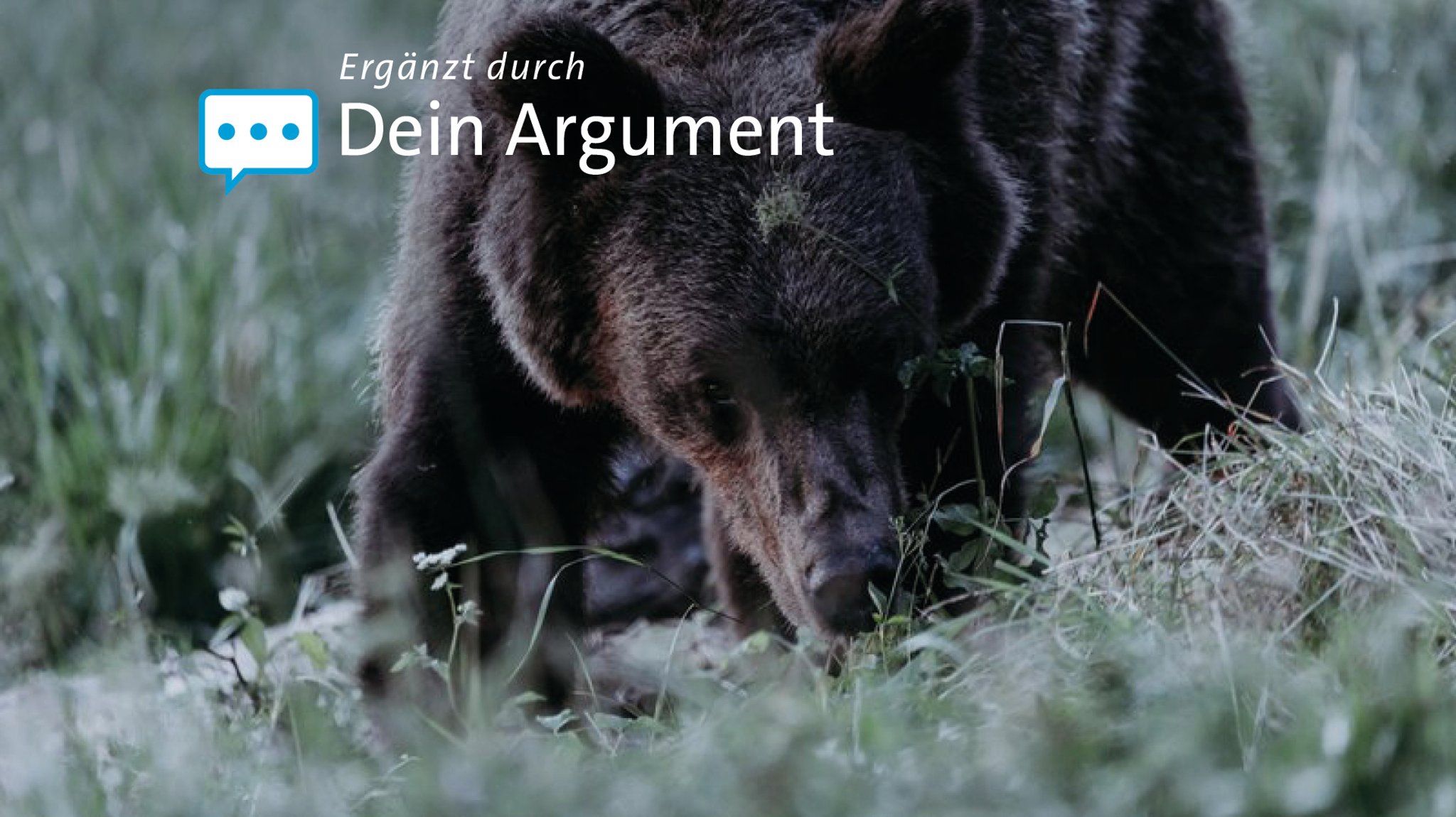 Braunbär (Symbolbild)