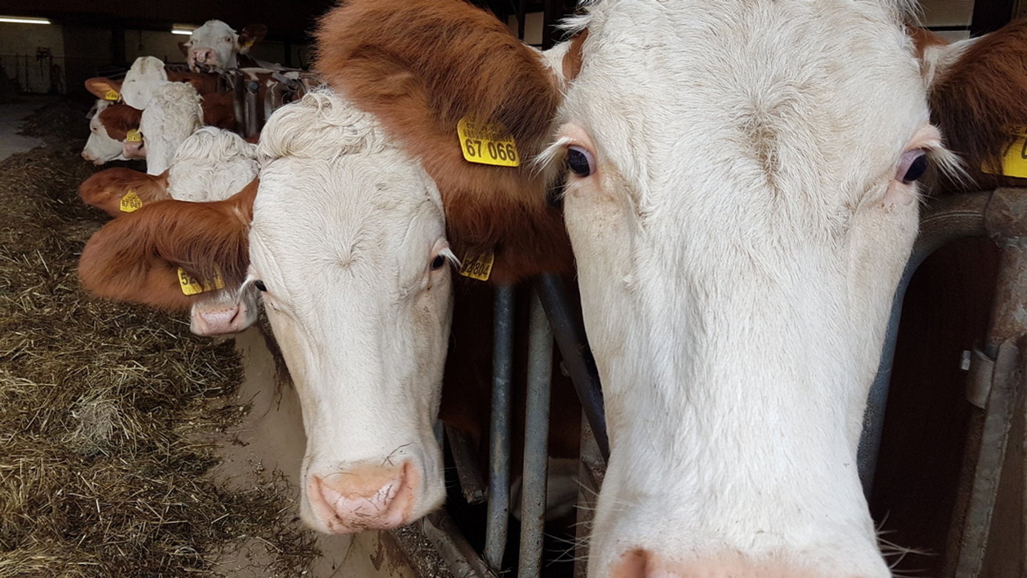 Tierschutz in der Landwirtschaft: Von Preisdruck bis Labelflut