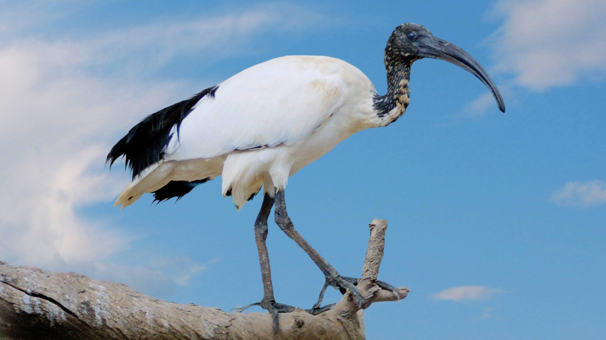 Heiliger Ibis 