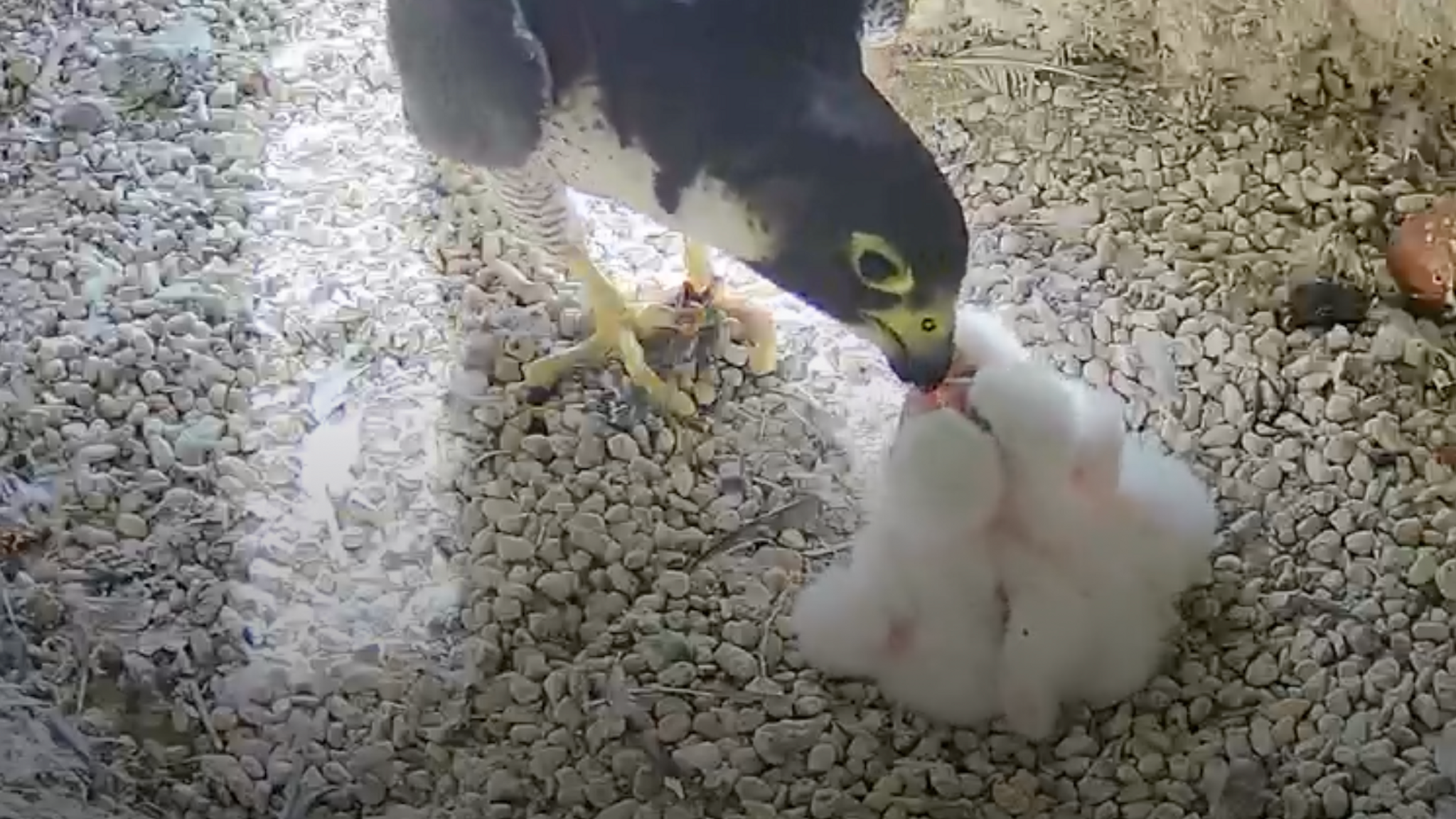 Ein Wanderfalke füttert vier weiße Küken. | Bild: Webcam Regierung von Mittelfranken (www.lebensraum-burg.de) Ein Wanderfalke füttert vier weiße Küken.