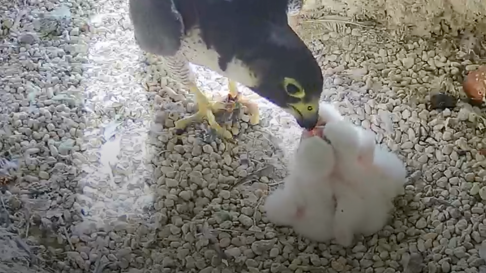 Ein Wanderfalke füttert vier weiße Küken. 