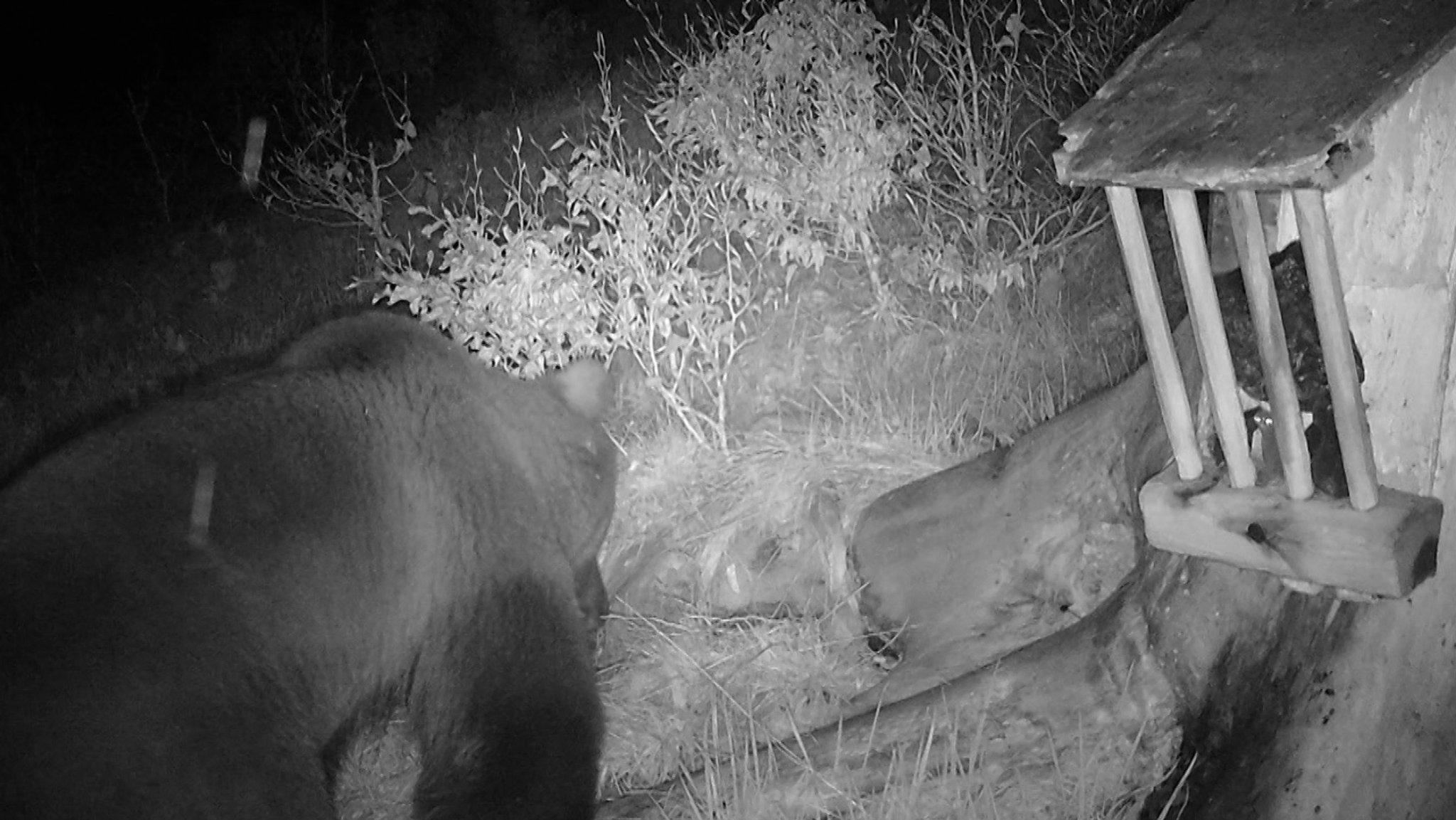 Zu sehen ist das Bild der Wildtierkamera von dem Bären im Berchtesgadener Land. 