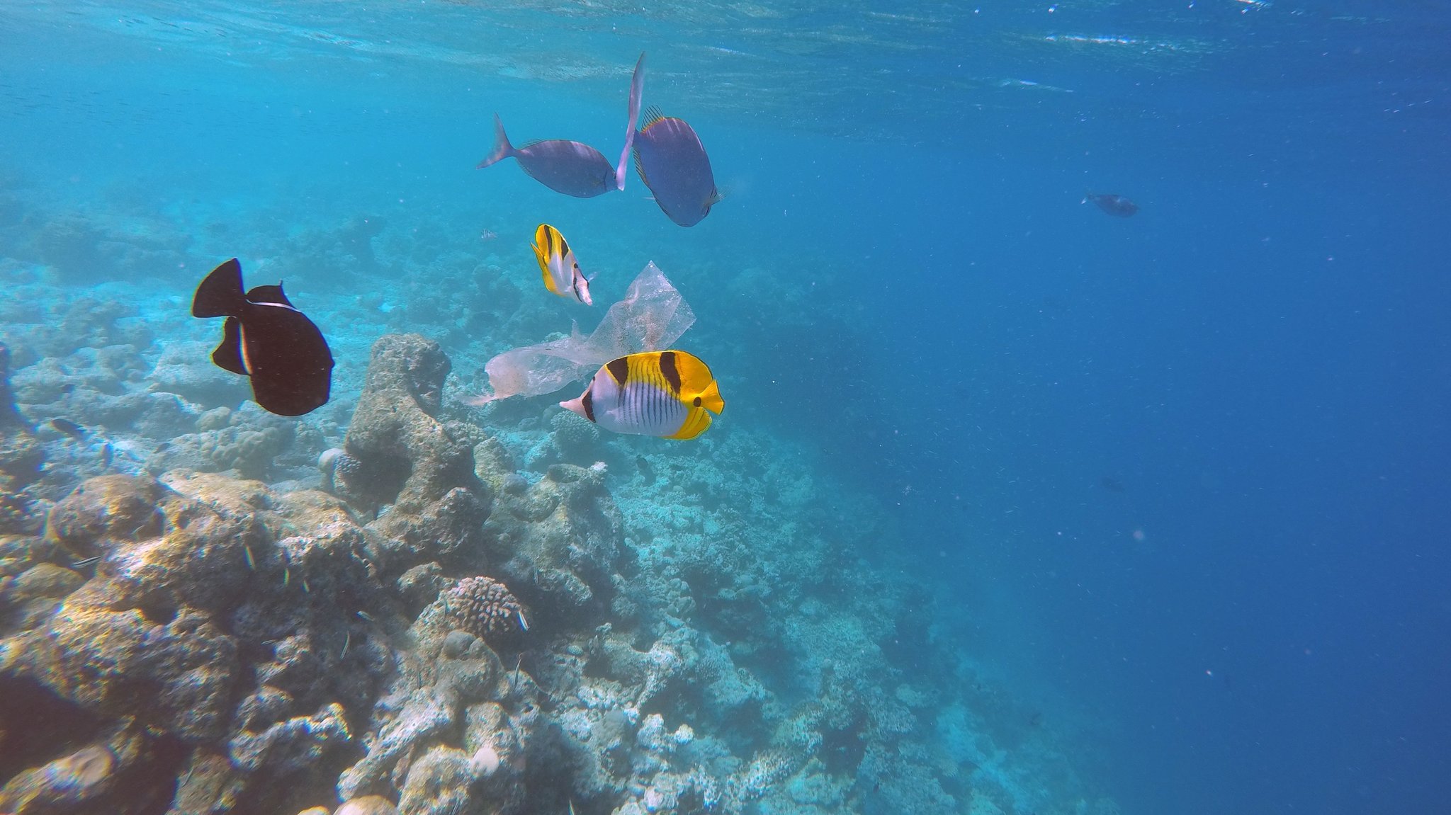 Plastik schwimmt im Meer. Seit Jahrzehnten sammelt es sich auch in den Tiefseegräben.