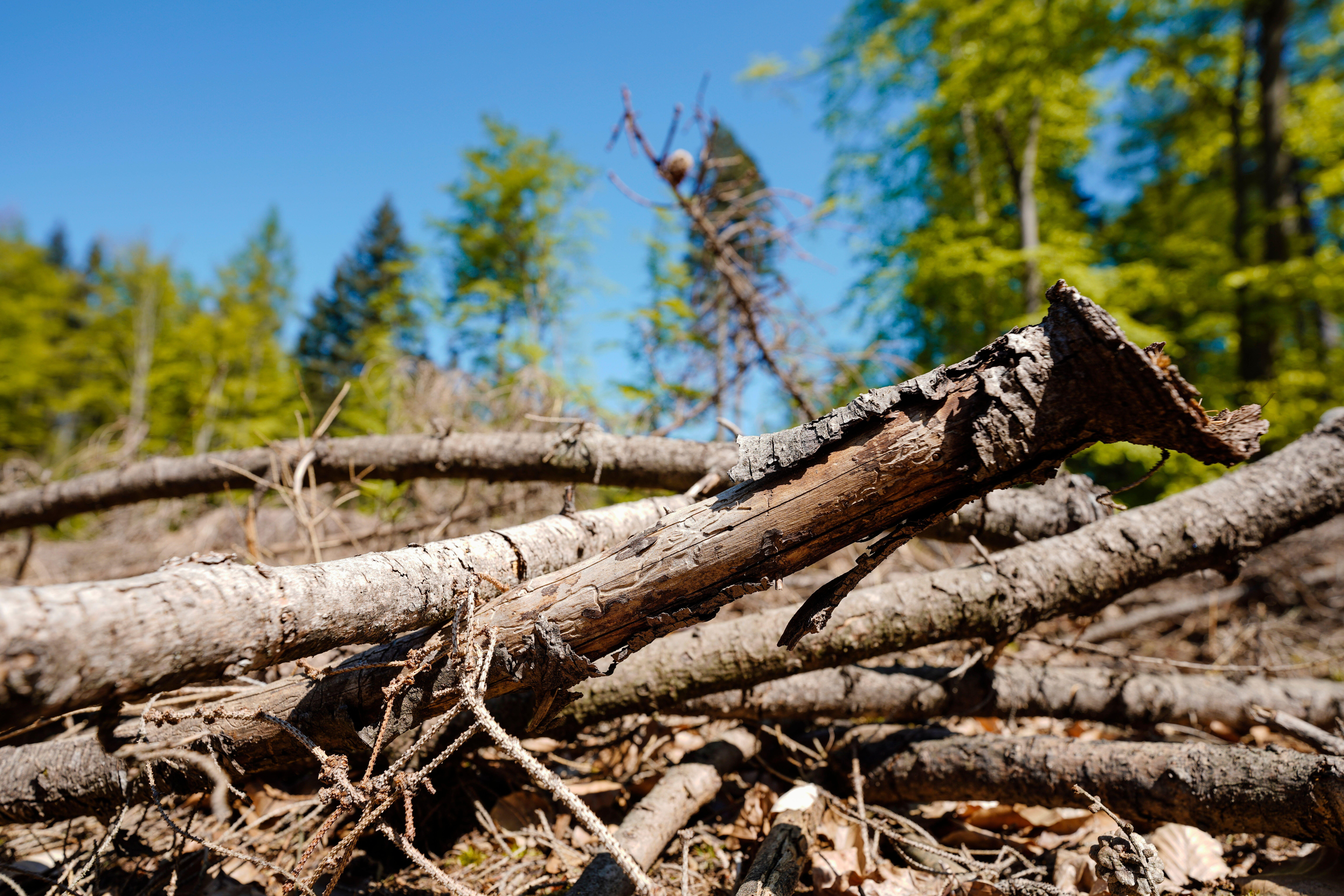 Trockene Äste und Laub liegen auf einer Waldlichtung (Symbol- und Archivbild)