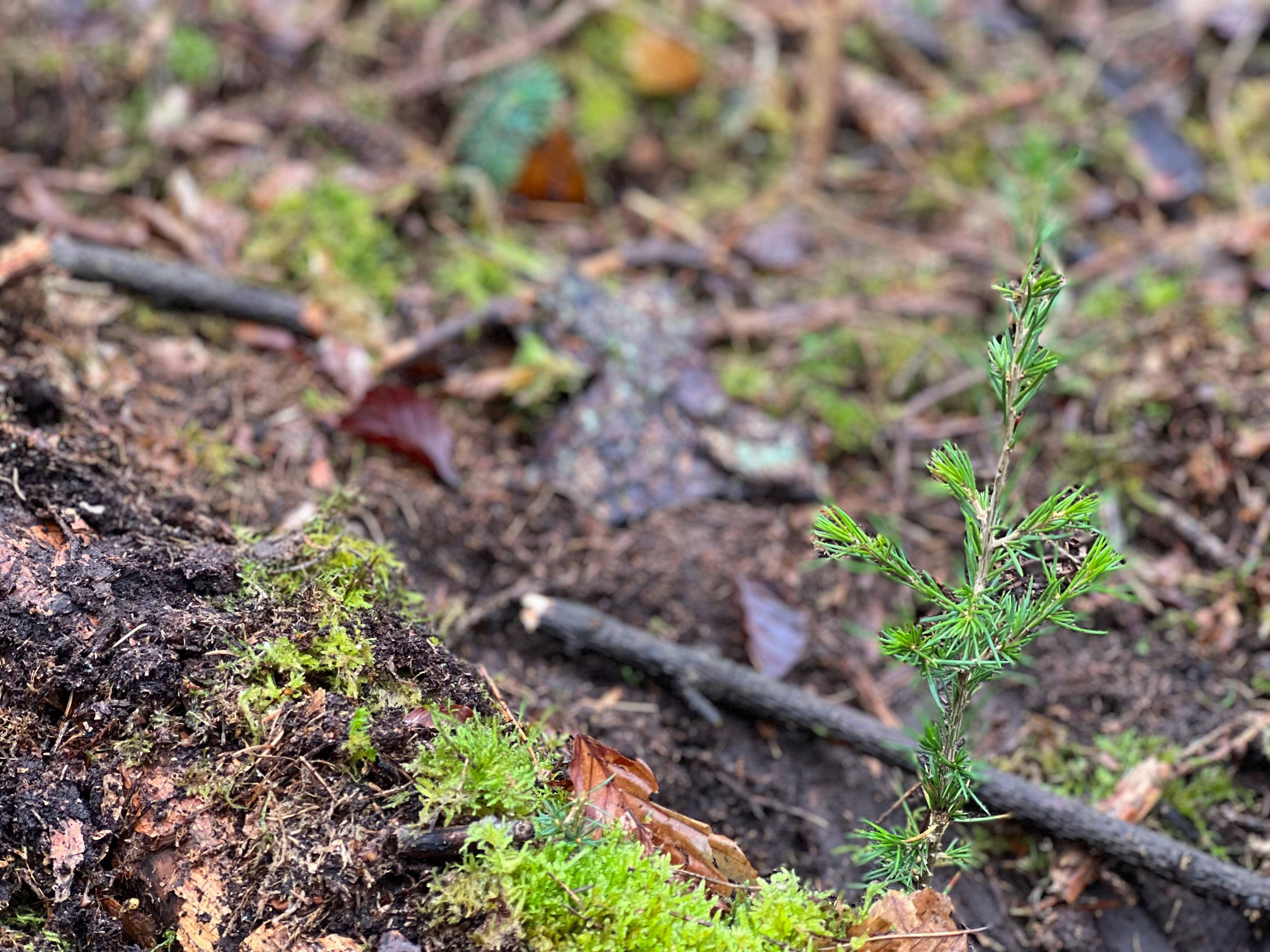 Der kleine Setzling rechts ist einer der Versuchsbäume, die zeigen sollen, wie der Spessart in Zukunft aussehen kann.