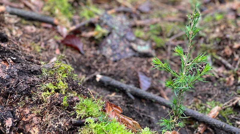 Der kleine Setzling rechts ist einer der Versuchsbäume, die zeigen sollen, wie der Spessart in Zukunft aussehen kann. | Bild: BR/Kai Asmussen Der kleine Setzling rechts ist einer der Versuchsbäume, die zeigen sollen, wie der Spessart in Zukunft aussehen kann.