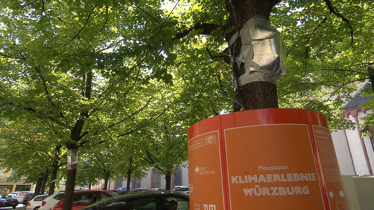 Sommerhitze: Stress für Stadtbäume