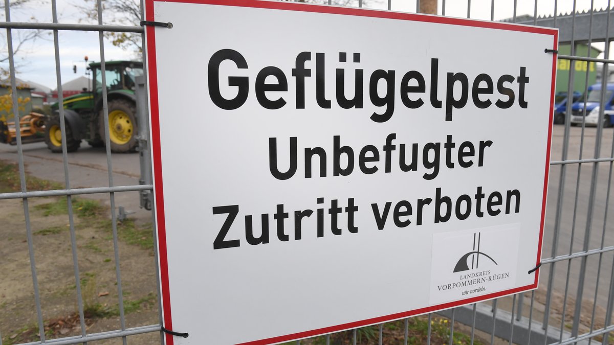 Geflügelpest: Wie groß ist die Gefahr für Bayerns Betriebe?