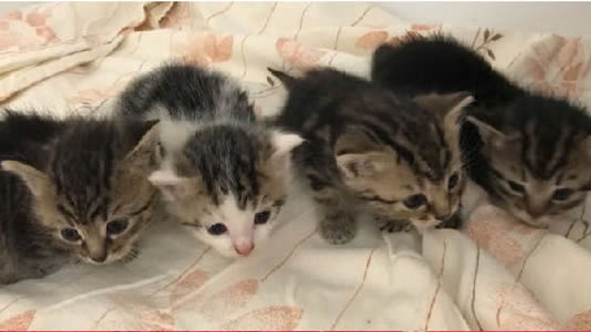 Vier kleine Katzen auf einer Decke.