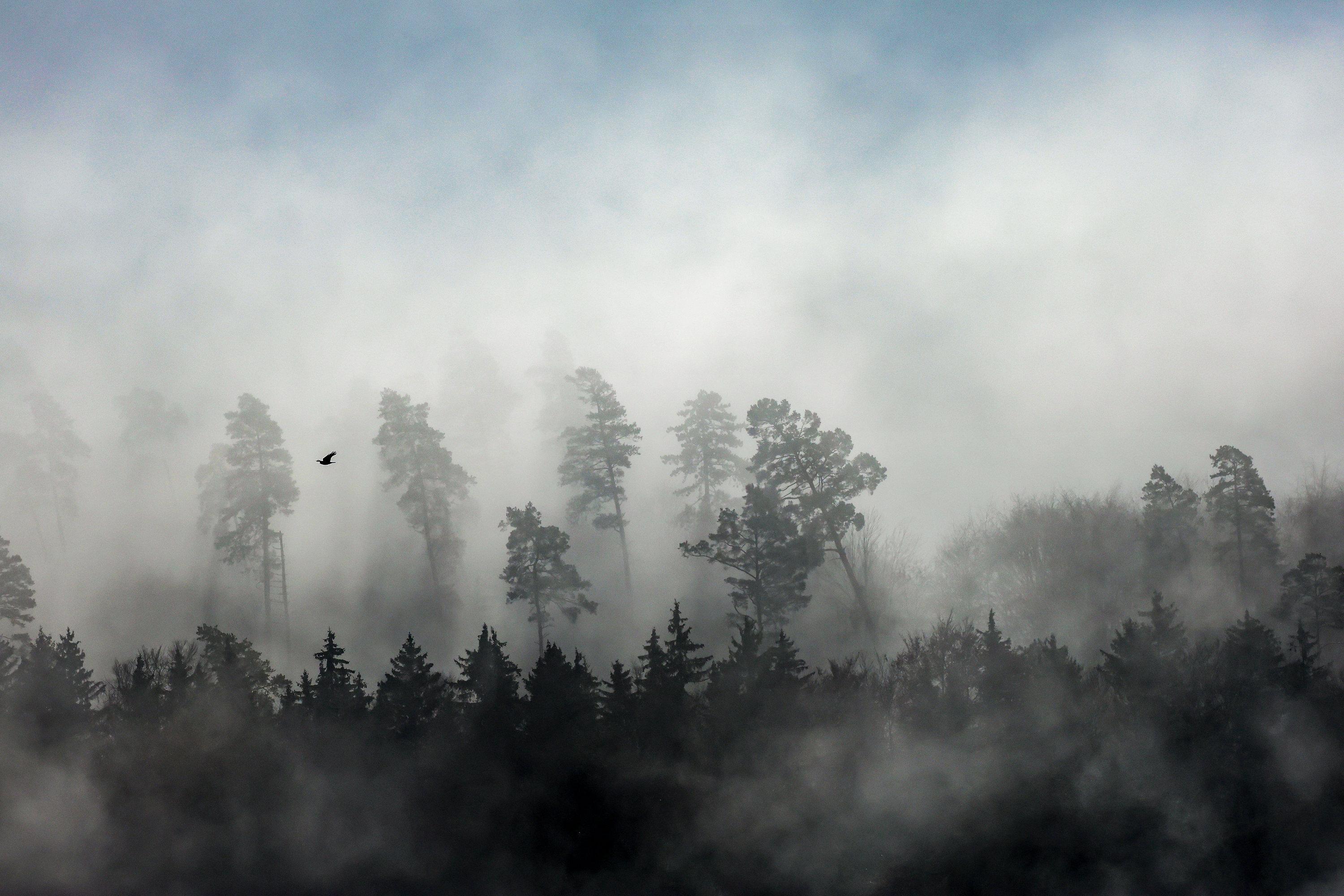Bäume ragen aus dem dichten Nebel