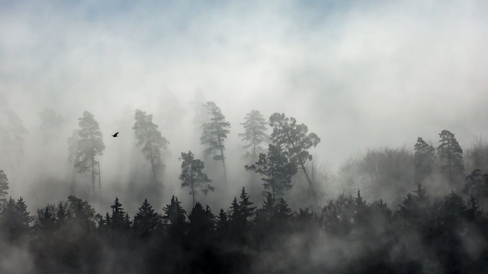 Bäume ragen aus dem dichten Nebel