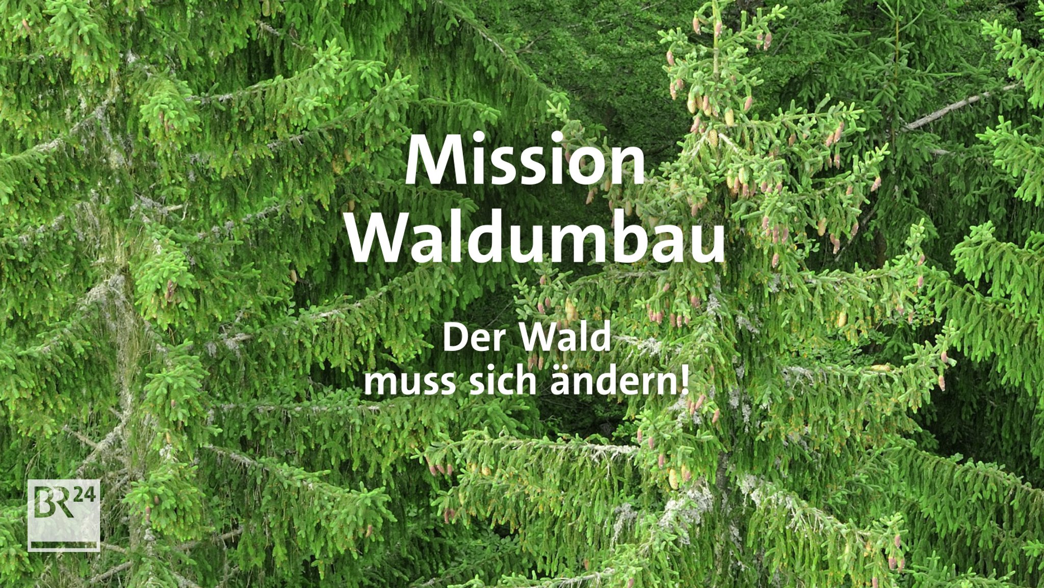 Warum muss der Wald sich ändern? 