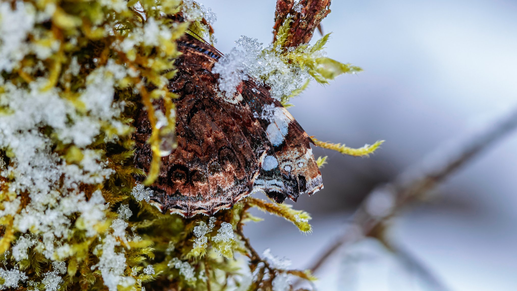 Überwinternder Admiral im Schnee | Bild: LBV Überwinternder Admiral im Schnee