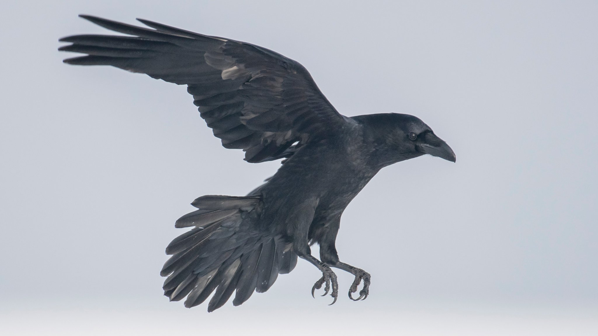 (Symbolbild) Kolkrabe im Anflug | Bild: stock.adobe.com/Piotr Krzeslak (Symbolbild) Kolkrabe im Anflug