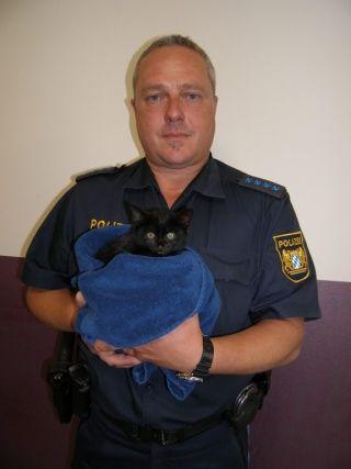 Katzenbaby Auf Autobahn Entsorgt Polizei Passau Sucht