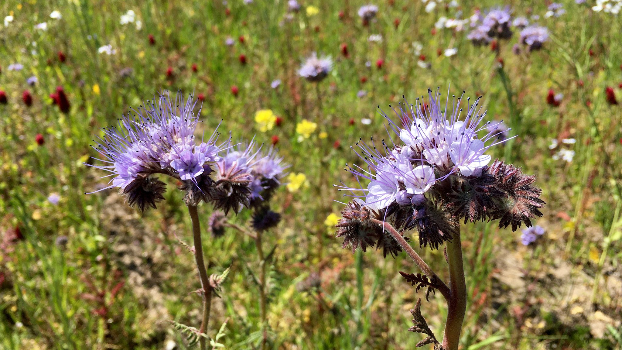 Auf dem Bild sind zwei lilafarbene Blumen zu sehen. (Symbolbild) | Bild: BR/NDR/Nora Stoewer Auf dem Bild sind zwei lilafarbene Blumen zu sehen. (Symbolbild)