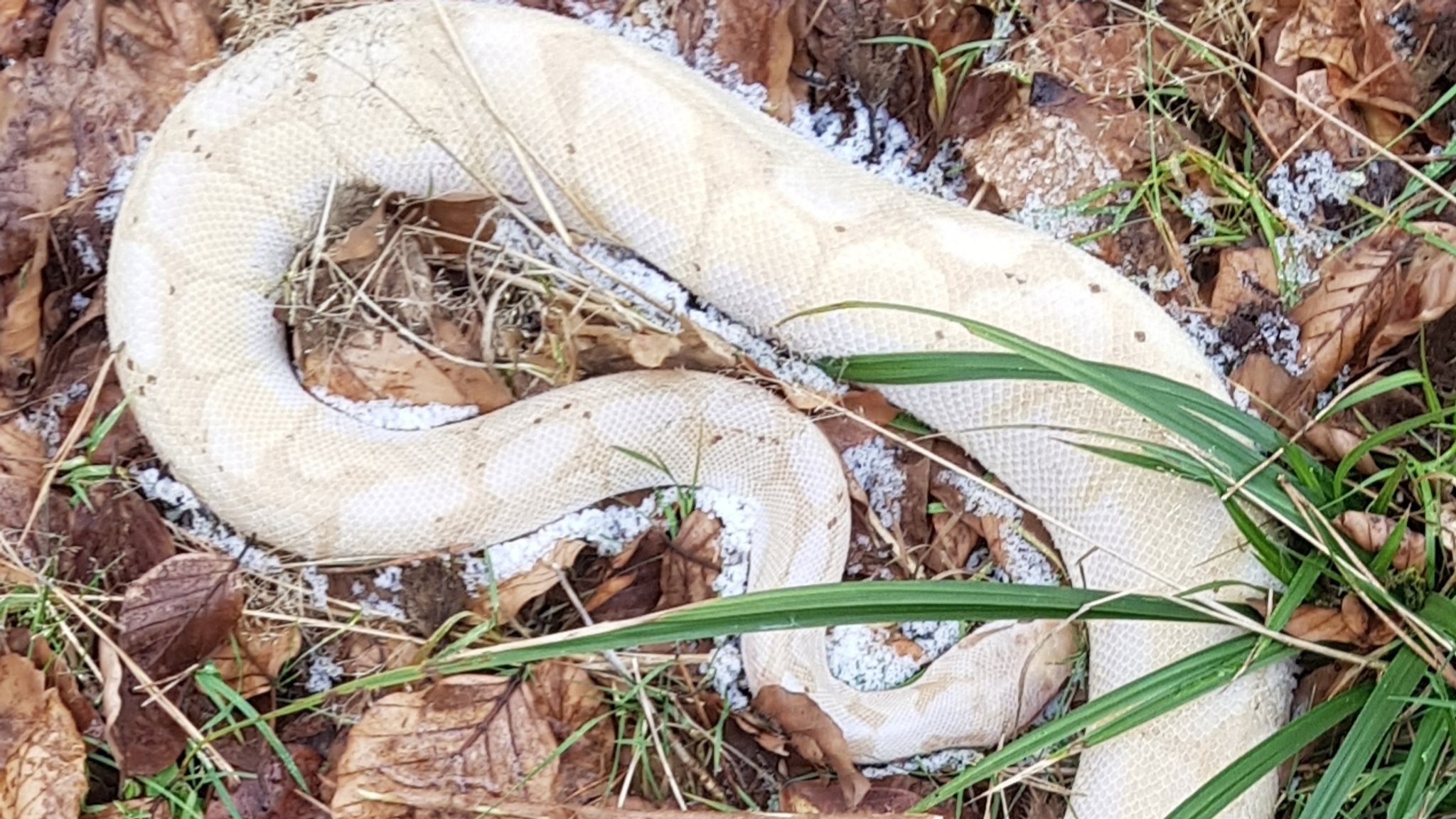 Erfroren im Wald: Exotische Schlangen ausgesetzt