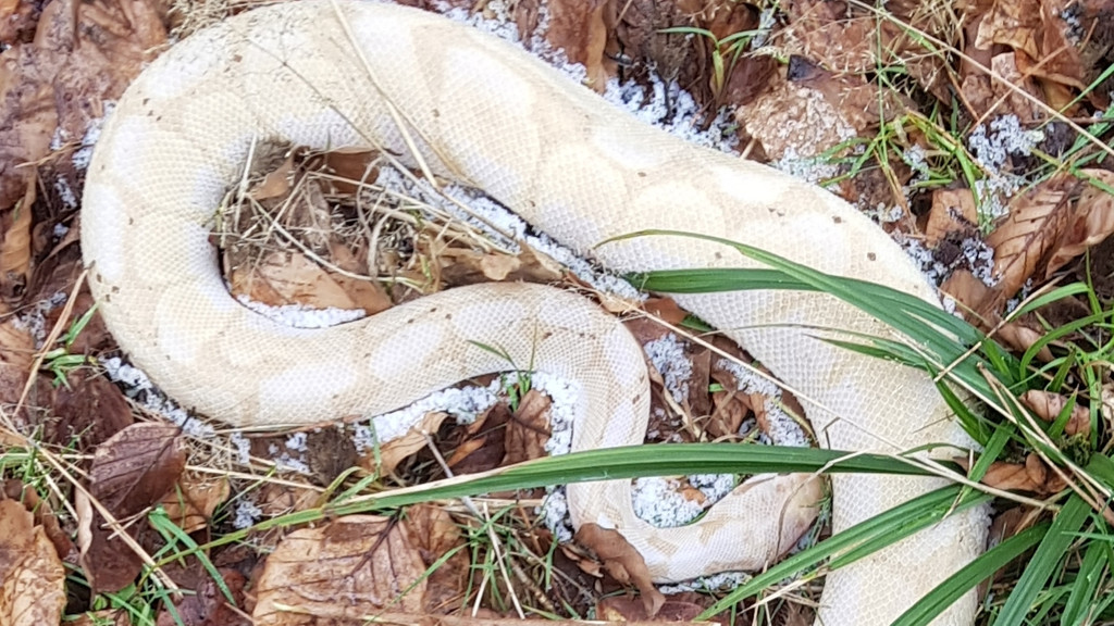 Eine Albino-Variante einer exotischen Schlange erfroren auf dem Waldboden