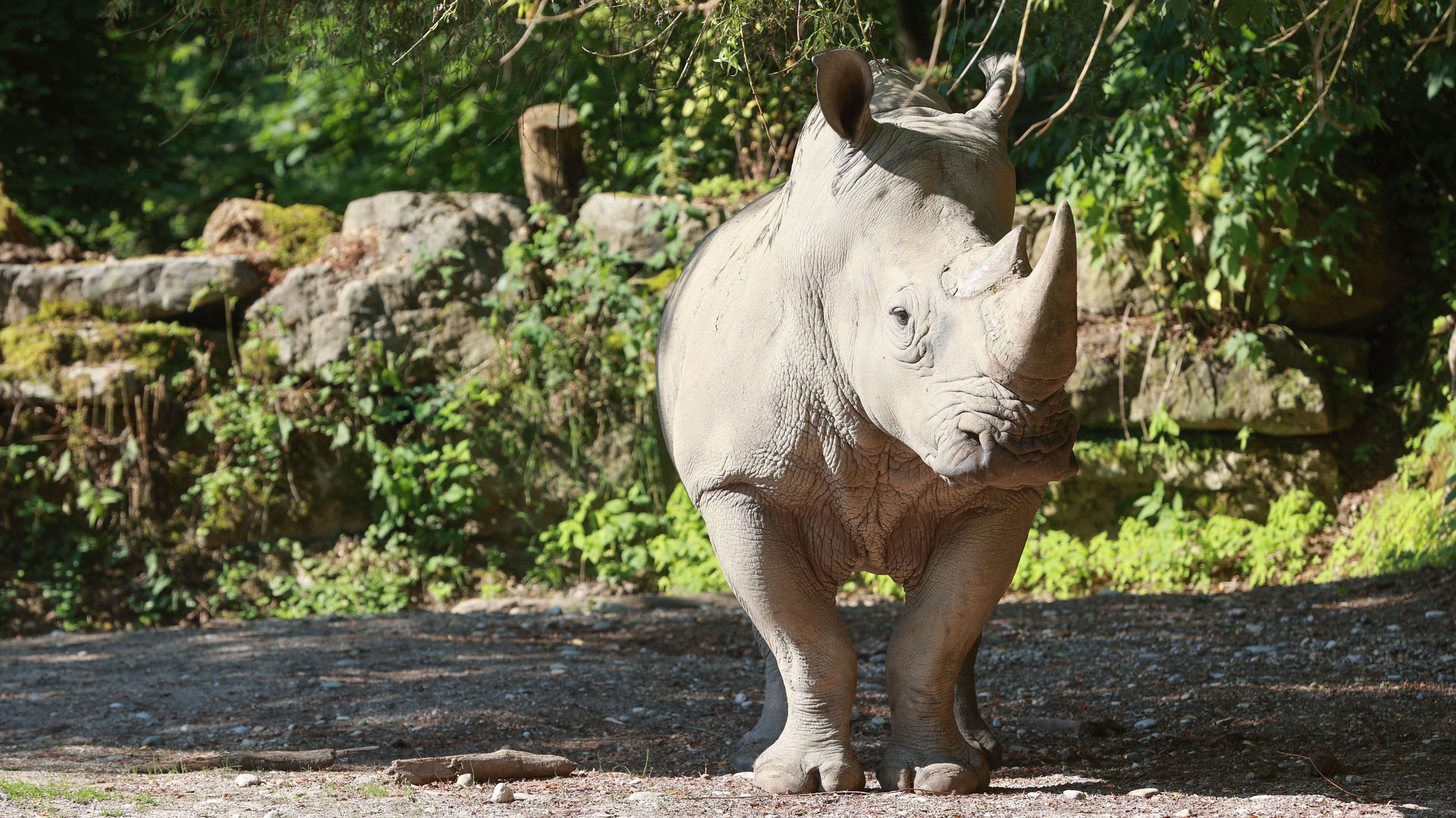 Archivbild: Nashorn im Zoo Salzburg