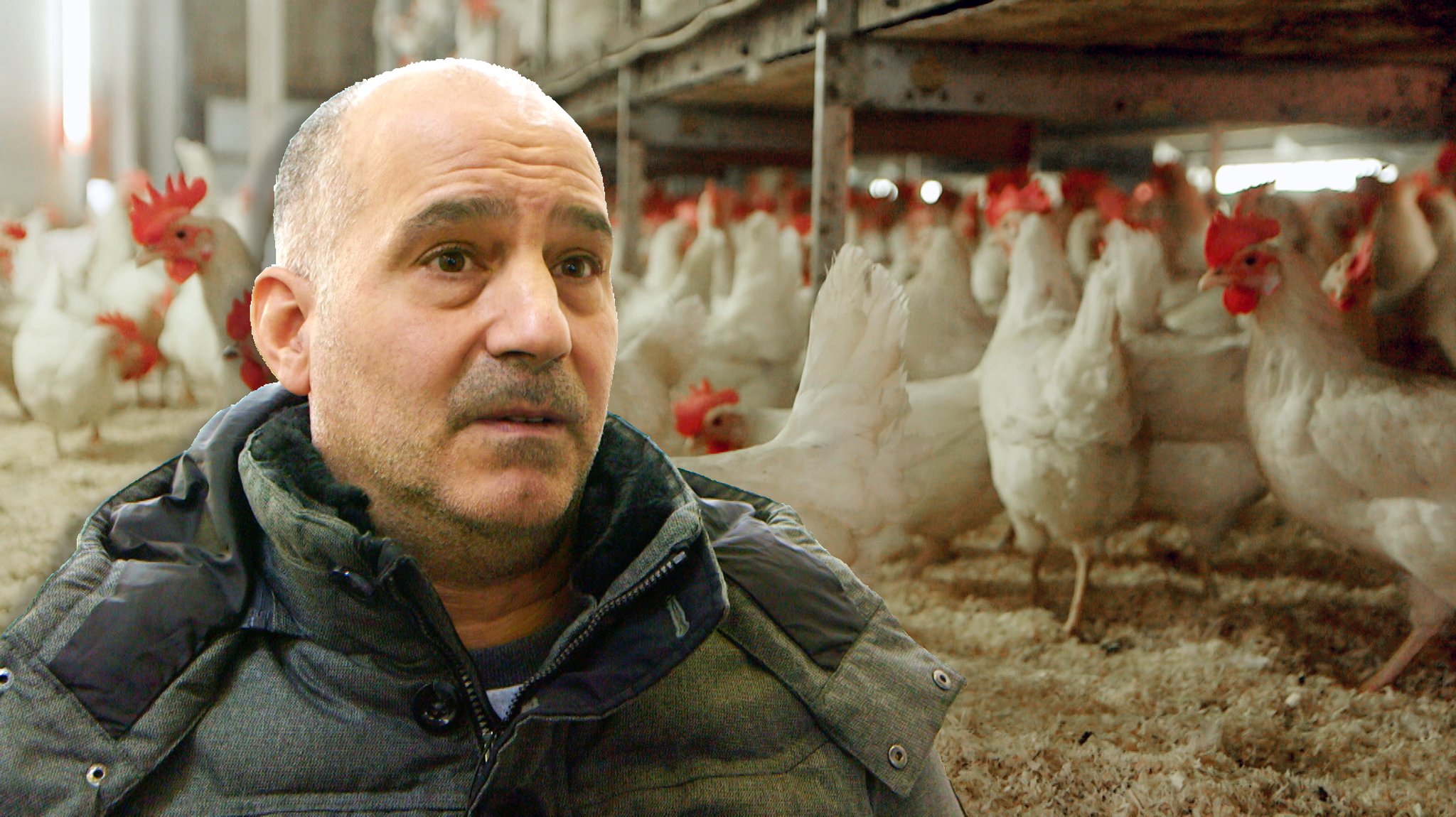 Seit der größte bayerische Geflügelschlachthof Buckl vor einem Jahr geschlossen wurde, wissen viele Landwirte nicht, wohin mit ihren Althennen. 