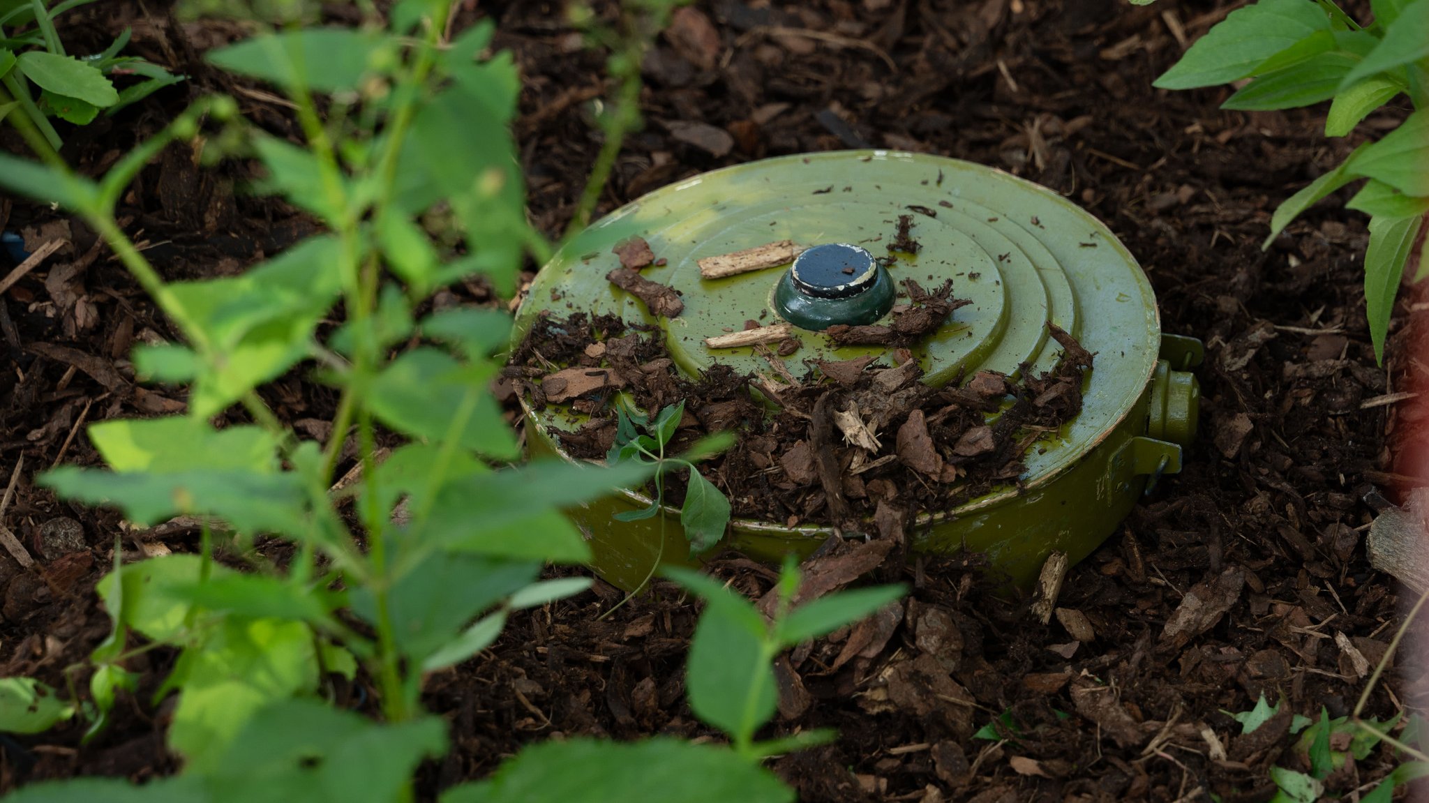 Symbolbild: Eine entschärfte Panzermine liegt in einem Gebüsch.