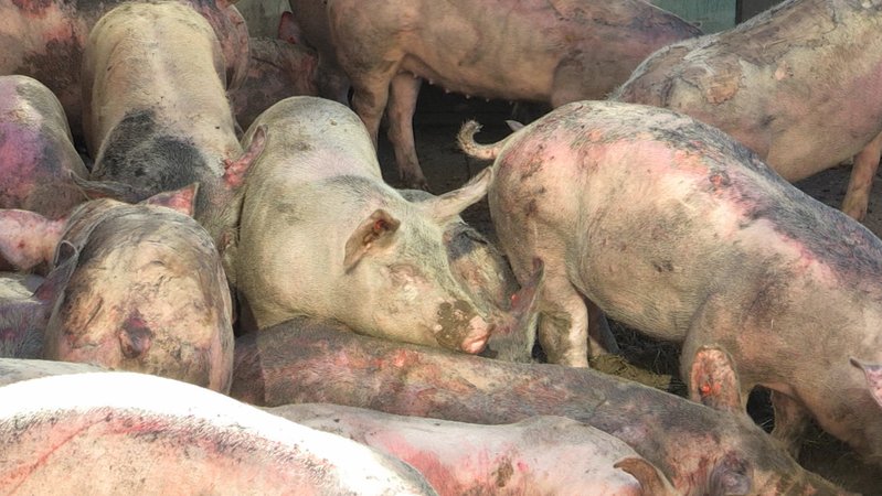 Bei dem Brand einer Mastanlage in Unterahrain im Kreis Landshut sind mehrere hundert Schweine verendet.