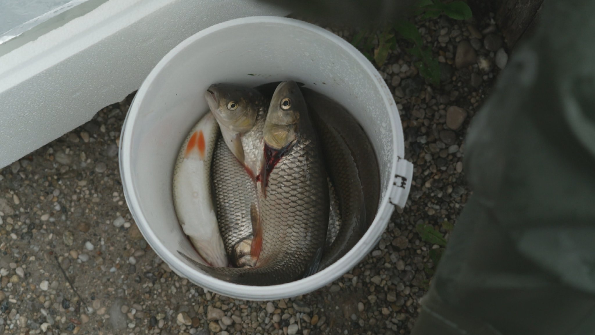 In der Goldach gefangene Fische: Die Goldach ist stark belastet mit Chemikalien.