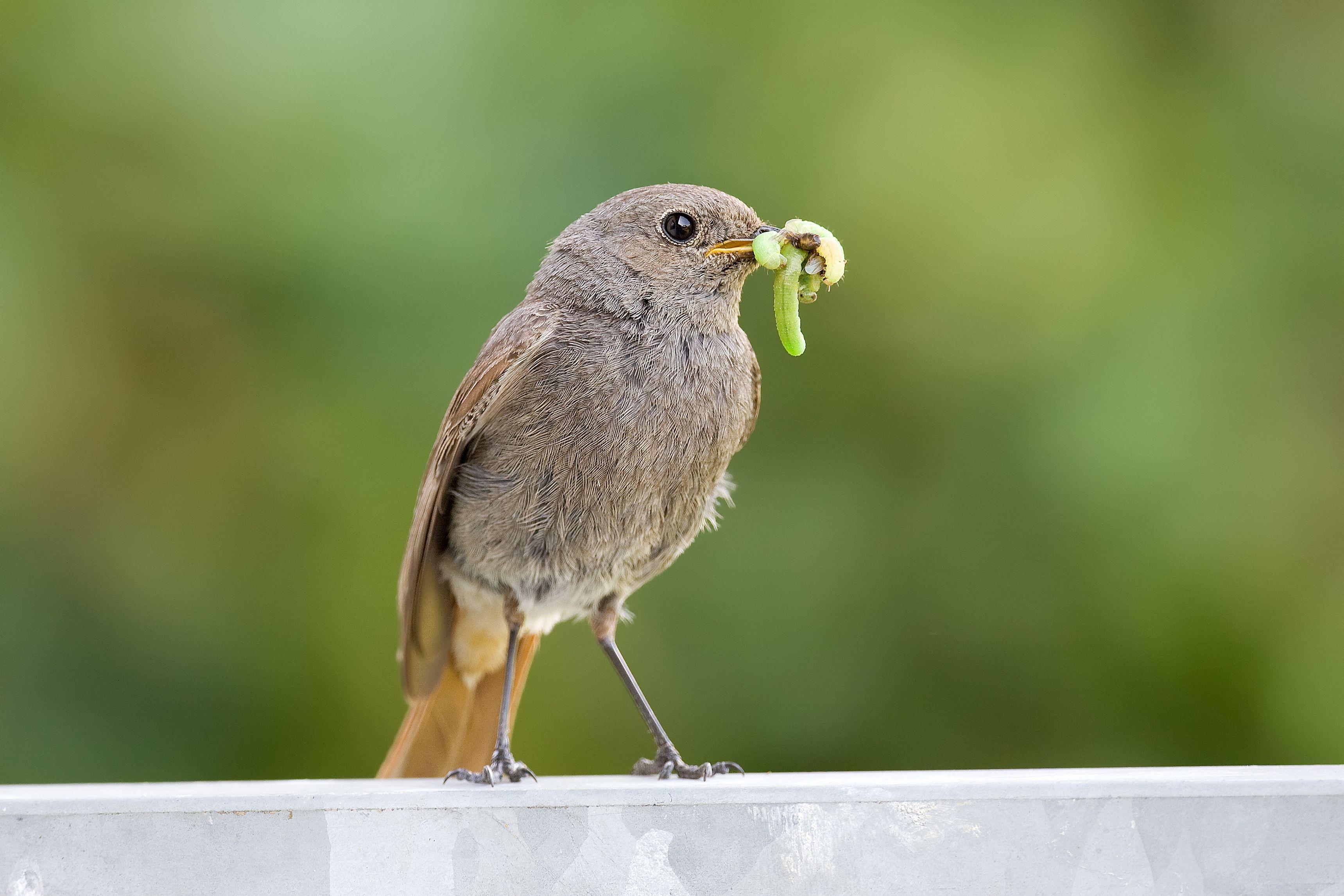 Weiblicher Hausrotschwanz (Phoenicurus ochruros). 