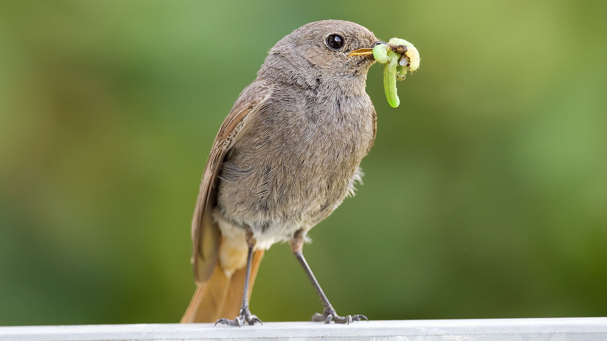 Weiblicher Hausrotschwanz (Phoenicurus ochruros). 