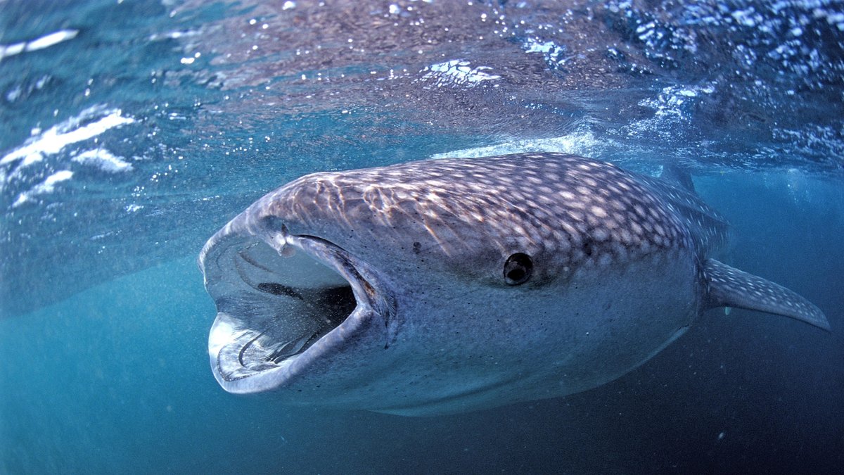 Ein Walhai beim Fressen.