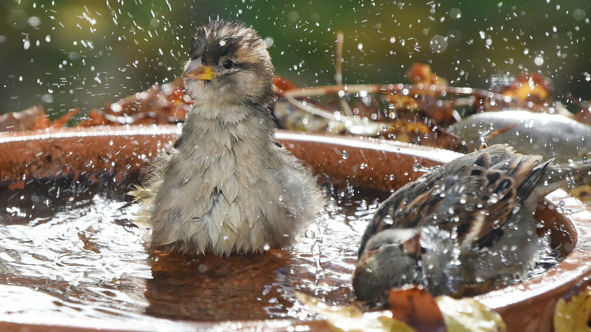 Sommerhitze: LBV bittet um Aufstellen von Vogeltränken