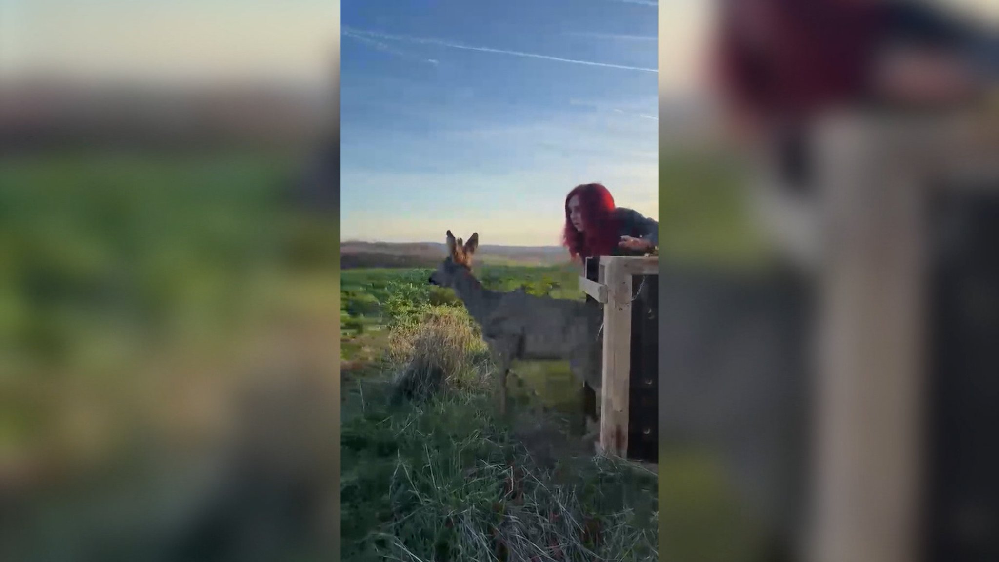 Ein verletzter und blutender Rehbock flüchtete sich in Panik in den Zoo in Hof. Zum Glück gab's ein Happy End in dieser Geschichte...
