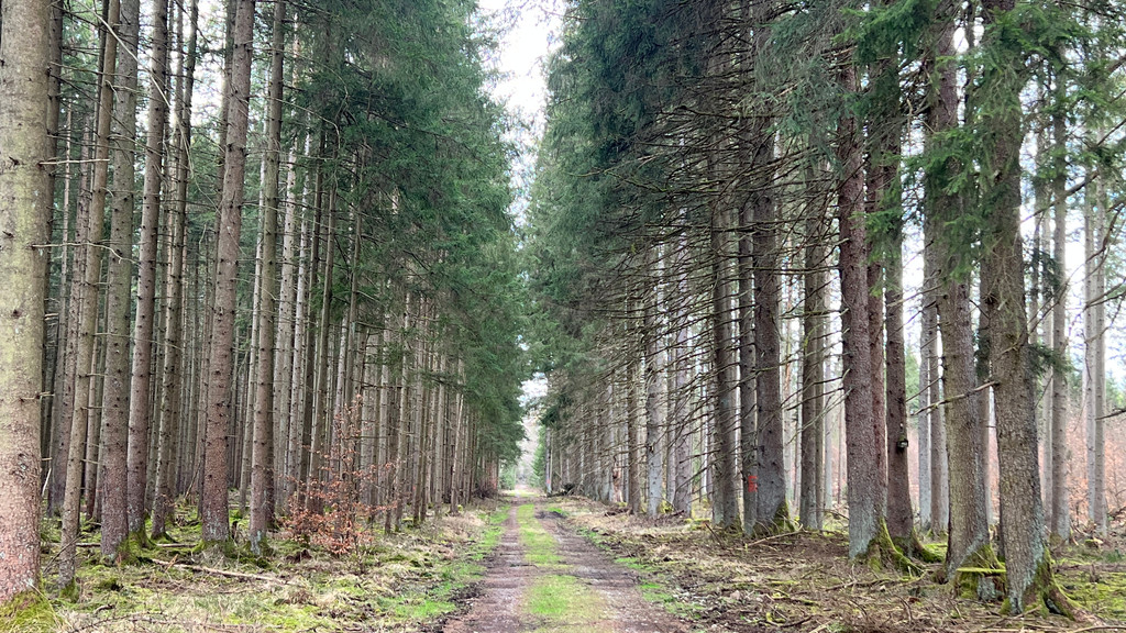 Ein Forstweg im Ebersberger Forst
