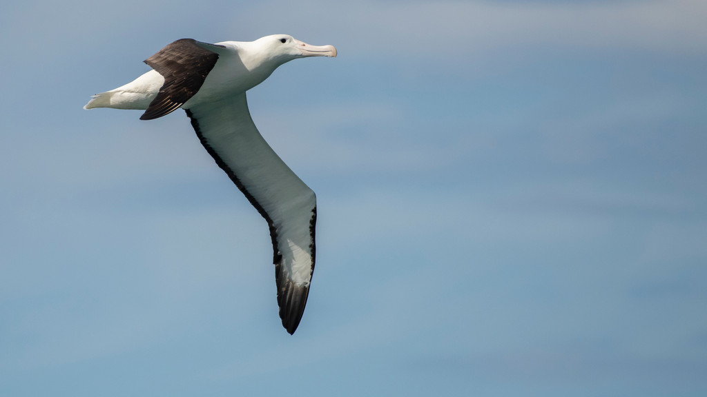 Albatrosse trotzen dem Sturm