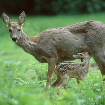 Was Säugetiere so erfolgreich macht - Alles Natur | Bild: picture alliance / imageBROKER | P. Wegner