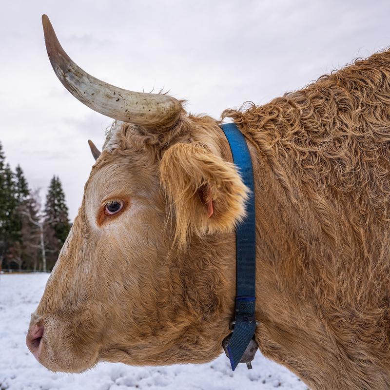 Der Ochse Symbol der Güte und Beständigkeit radioWissen BR Podcast
