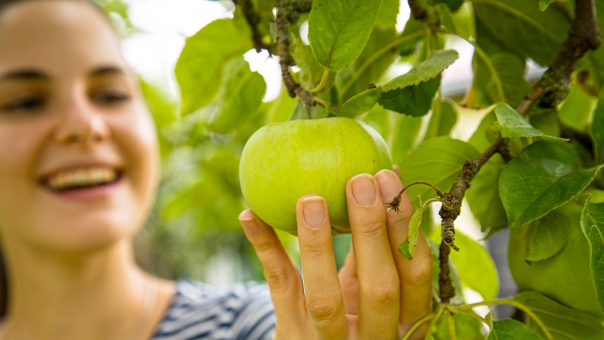 Erlaubt oder nicht? Darf ich einfach so einen Apfel vom Baum pflücken